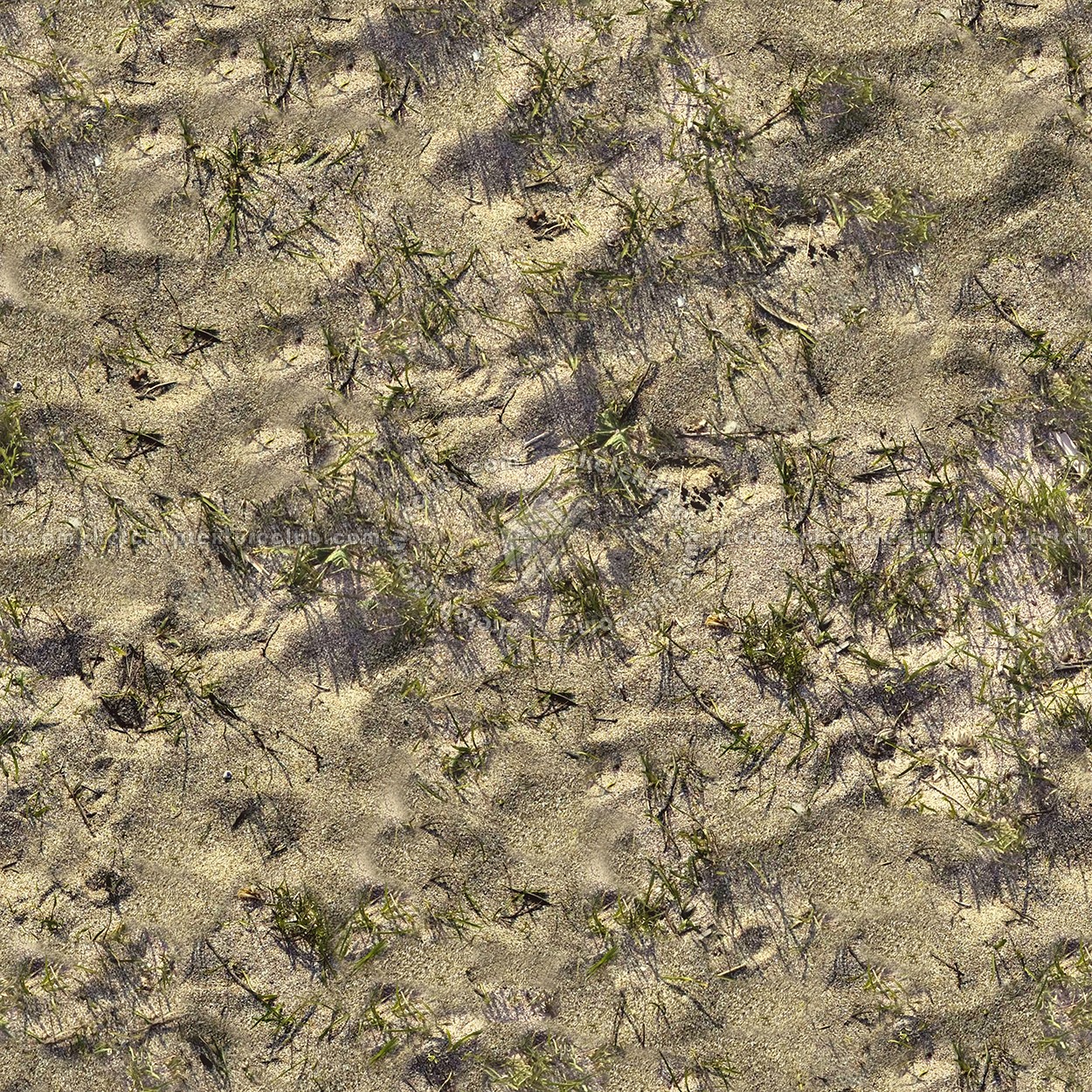 Textures   -   NATURE ELEMENTS   -   SAND  - Beach sand texture seamless 12752 (seamless)