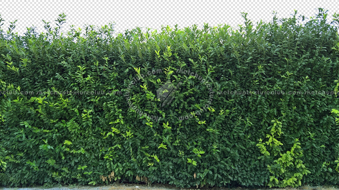 Textures   -   NATURE ELEMENTS   -   VEGETATION   -   Hedges  - Cut out hedge texture seamless 17377 (seamless)
