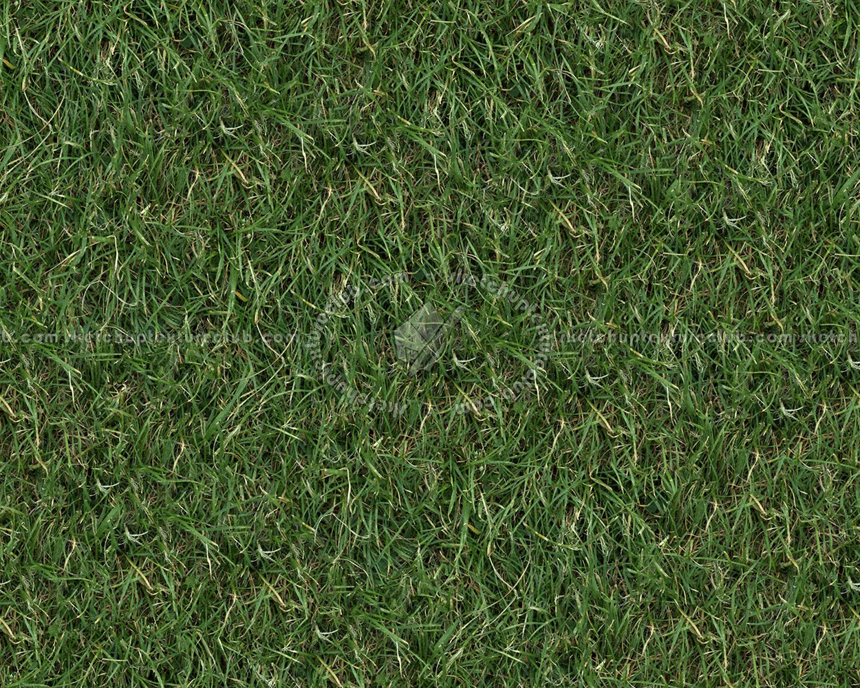 Textures   -   NATURE ELEMENTS   -   VEGETATION   -   Green grass  - Green grass texture seamless 13019 (seamless)