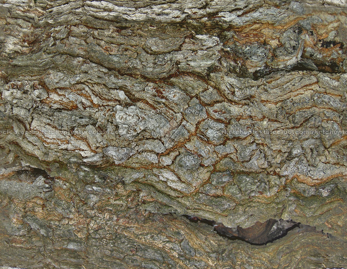 Textures   -   NATURE ELEMENTS   -   BARK  - Bark texture seamless 12362 (seamless)