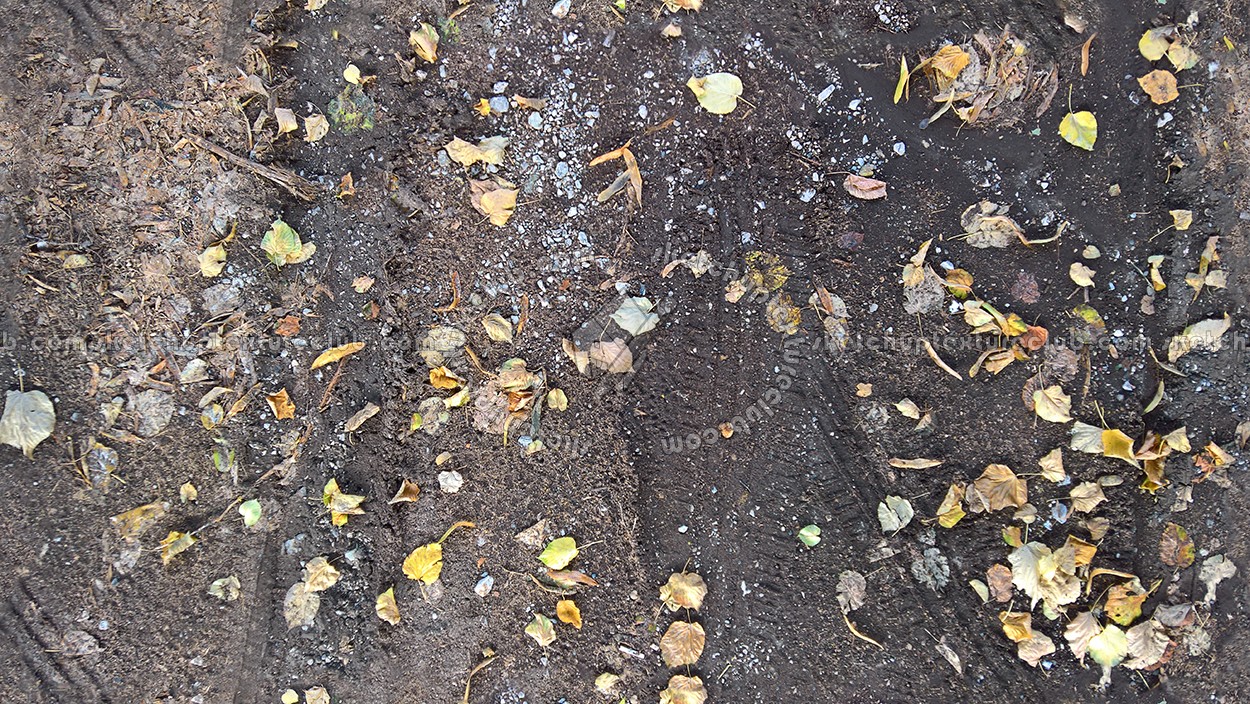 Textures   -   NATURE ELEMENTS   -   VEGETATION   -   Leaves dead  - Leaves dead with the wheels footprint texture seamless 17811 (seamless)