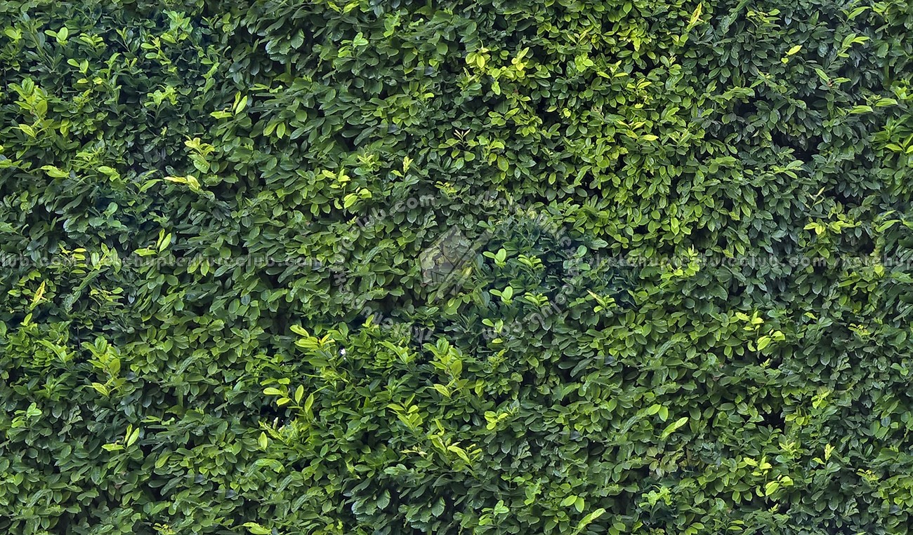 Green hedge texture seamless 17380