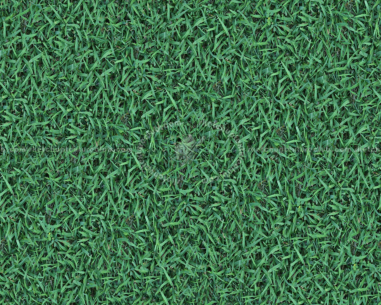 Textures   -   NATURE ELEMENTS   -   VEGETATION   -   Green grass  - Green grass texture seamless 13026 (seamless)