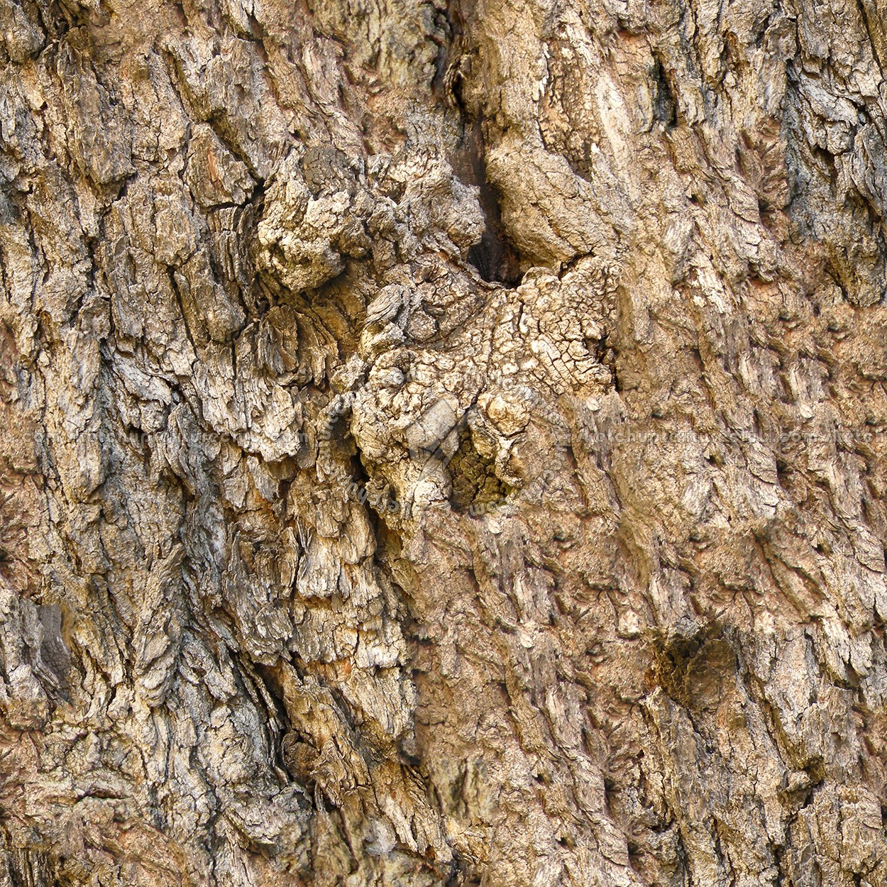 Textures   -   NATURE ELEMENTS   -   BARK  - Bark texture seamless 12368 (seamless)