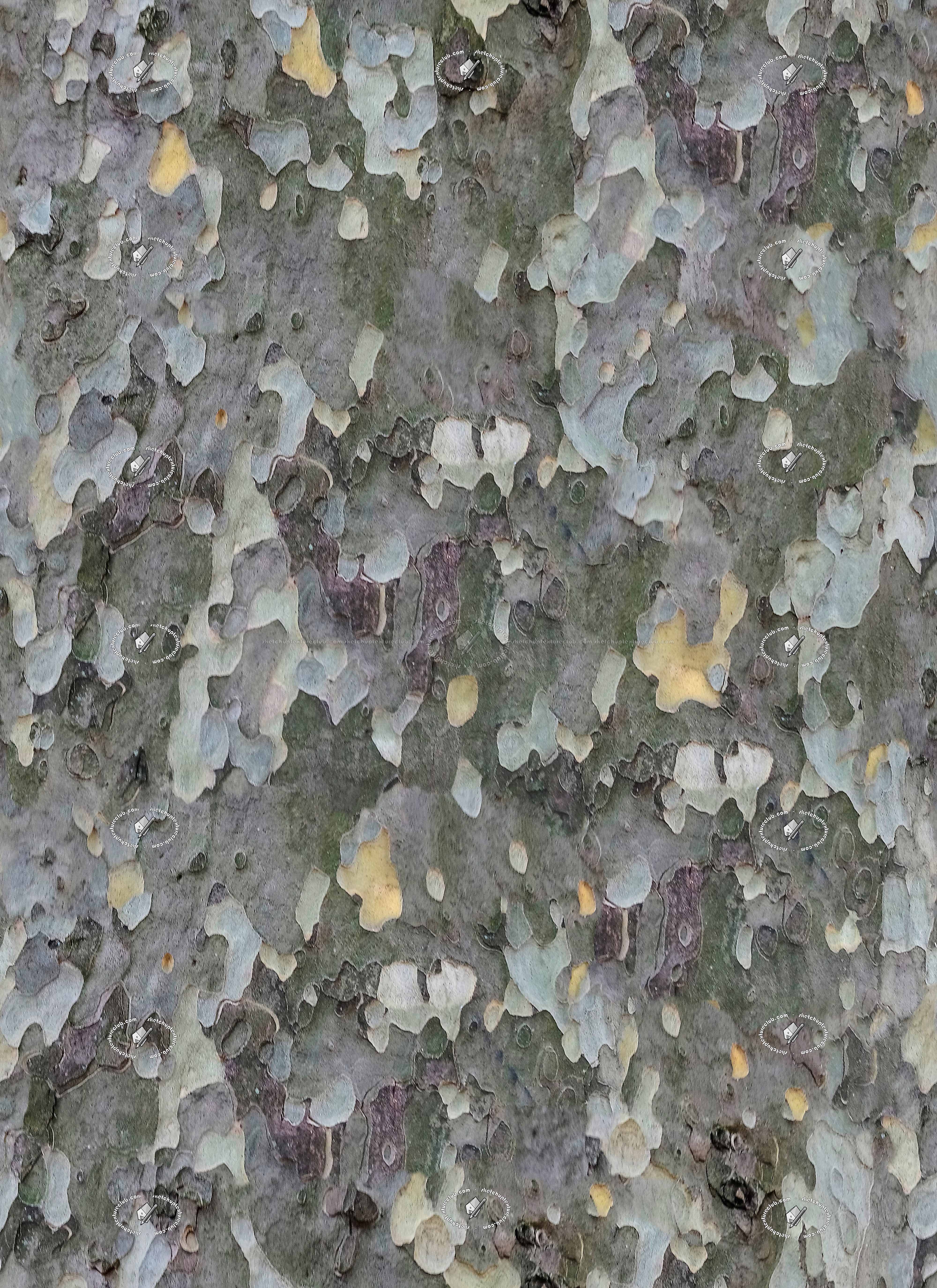Textures   -   NATURE ELEMENTS   -   BARK  - Platanus bark texture semaless 21243
