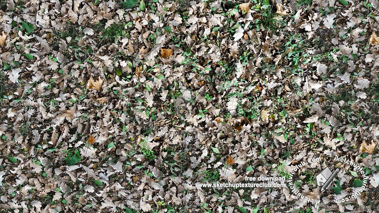 Textures   -   NATURE ELEMENTS   -   VEGETATION   -   Leaves dead  - Dead oak leaves texture seamless 18649 (seamless)