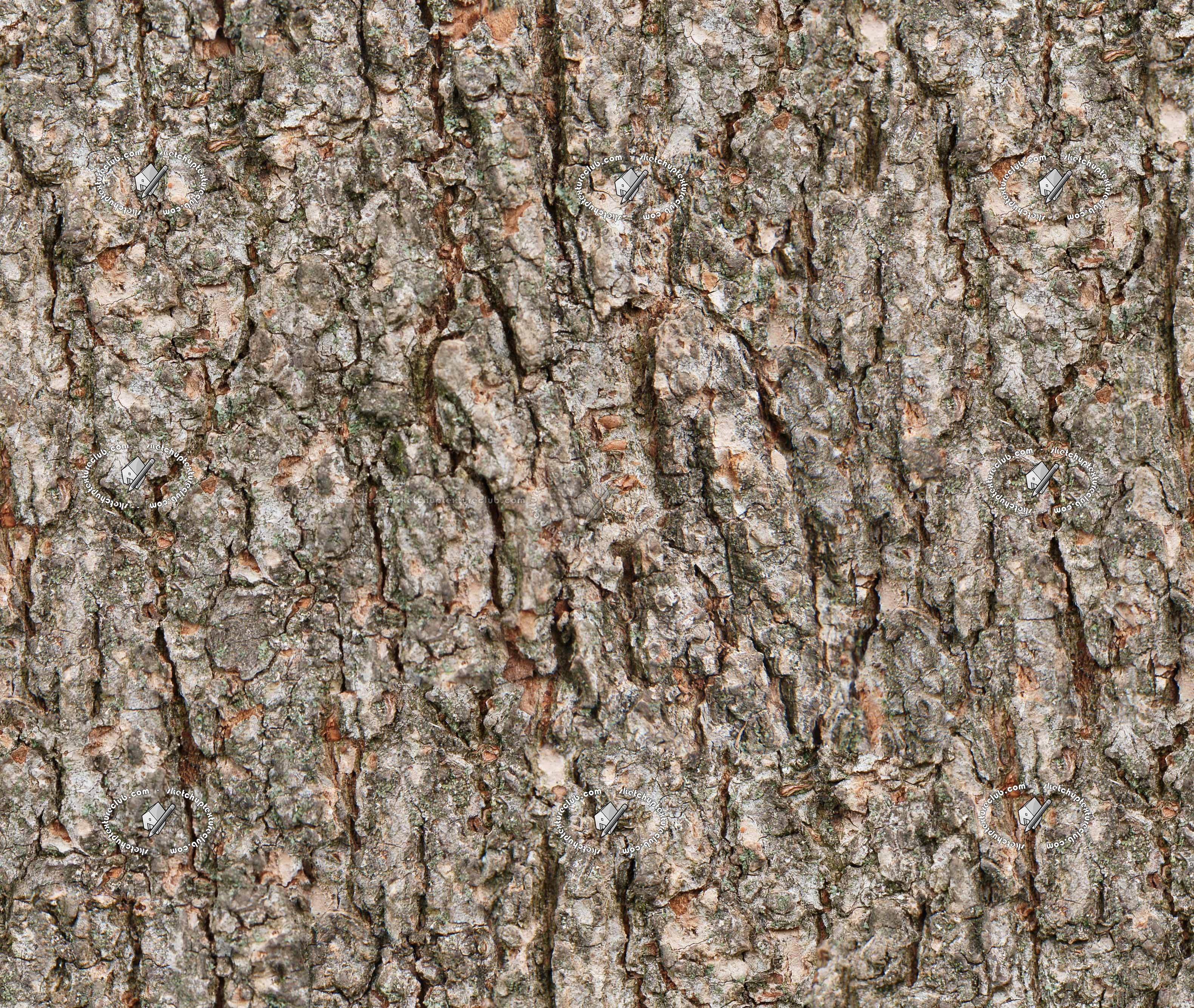 Bark texture seamless 21247