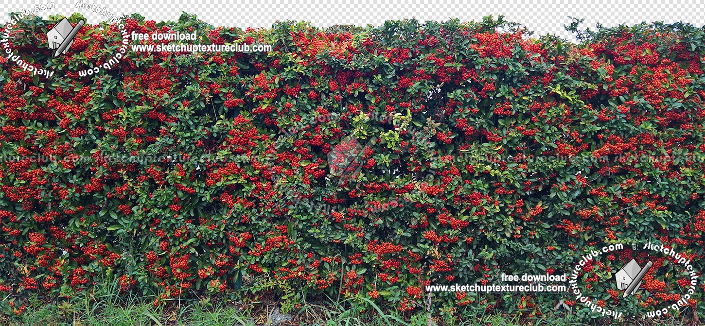 Textures   -   NATURE ELEMENTS   -   VEGETATION   -   Hedges  - Cut out autumnal hedge texture seamless 18706 (seamless)