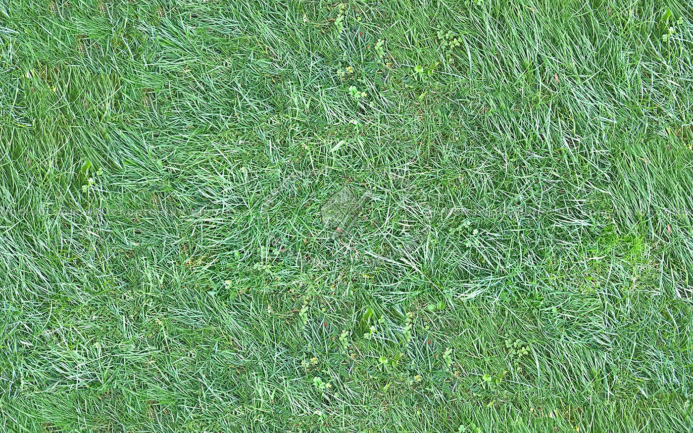 Textures   -   NATURE ELEMENTS   -   VEGETATION   -   Green grass  - Green grass texture seamless 13035 (seamless)