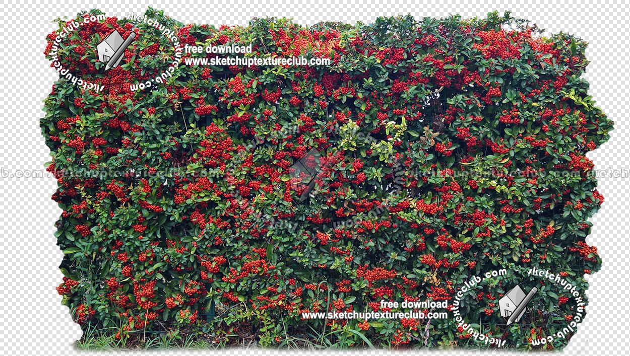 Textures   -   NATURE ELEMENTS   -   VEGETATION   -   Hedges  - Cut out autumnal hedge texture 18708