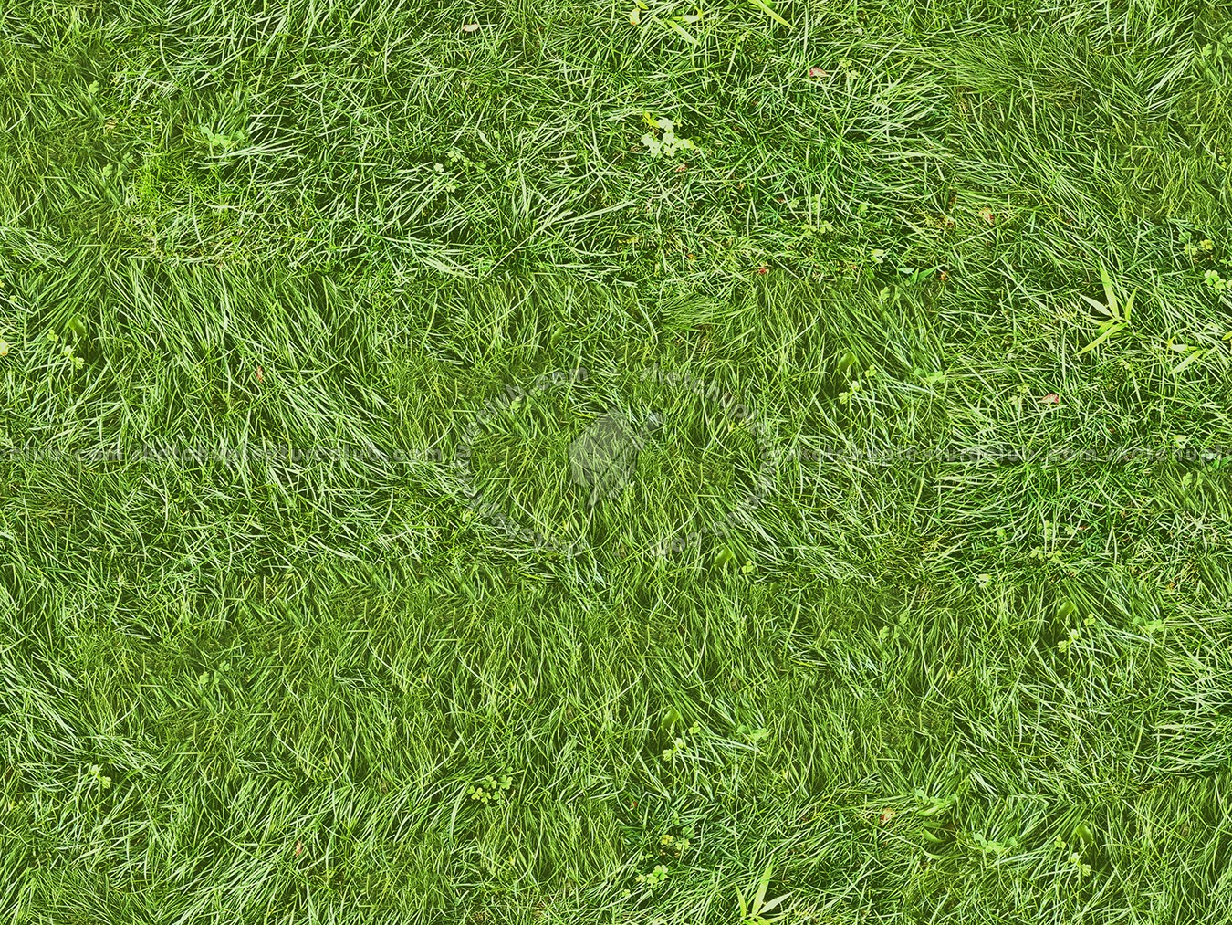 Textures   -   NATURE ELEMENTS   -   VEGETATION   -   Green grass  - Green grass texture seamless 13036 (seamless)