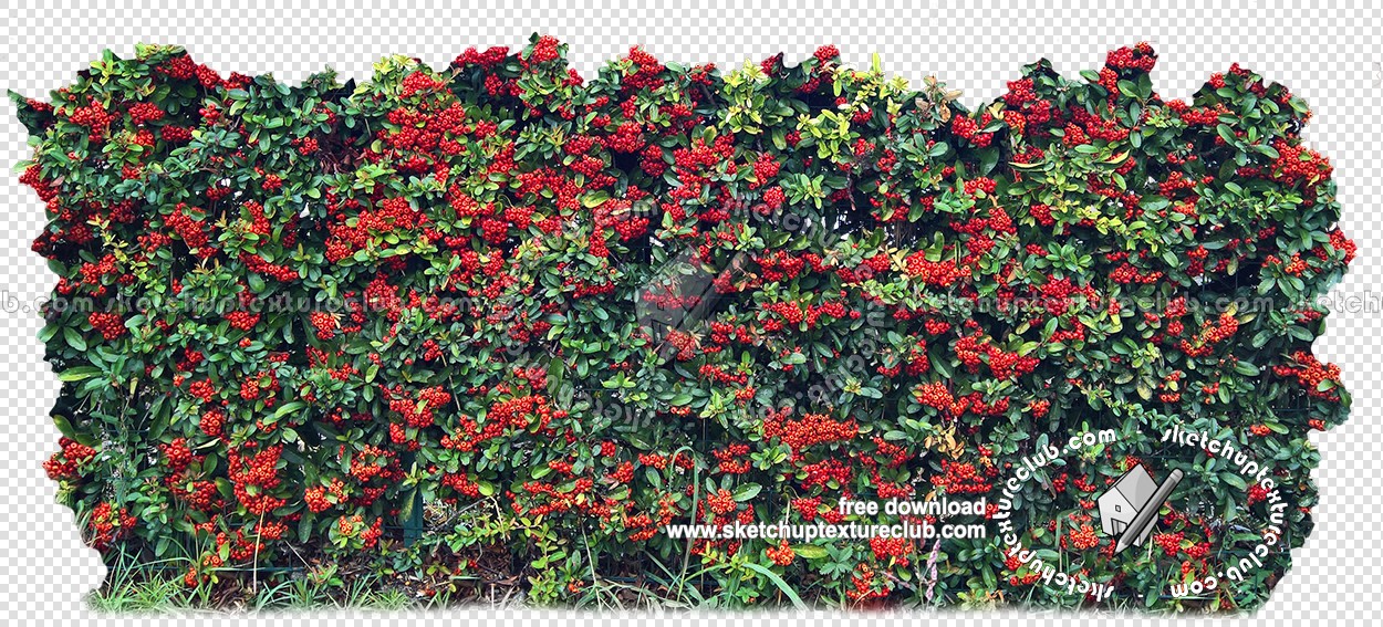 Textures   -   NATURE ELEMENTS   -   VEGETATION   -   Hedges  - Cut out autumnal hedge texture 18709