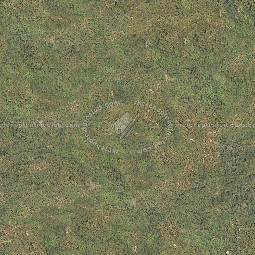Textures   -   NATURE ELEMENTS   -   VEGETATION   -   Green grass  - Green grass texture seamless 13037 (seamless)