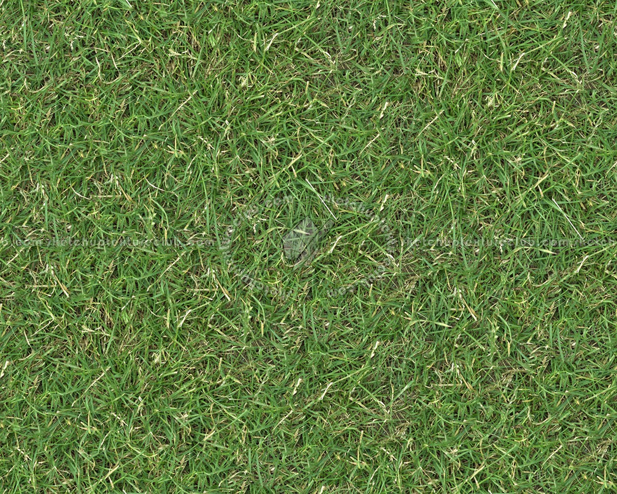 Textures   -   NATURE ELEMENTS   -   VEGETATION   -   Green grass  - Green grass texture seamless 13039 (seamless)
