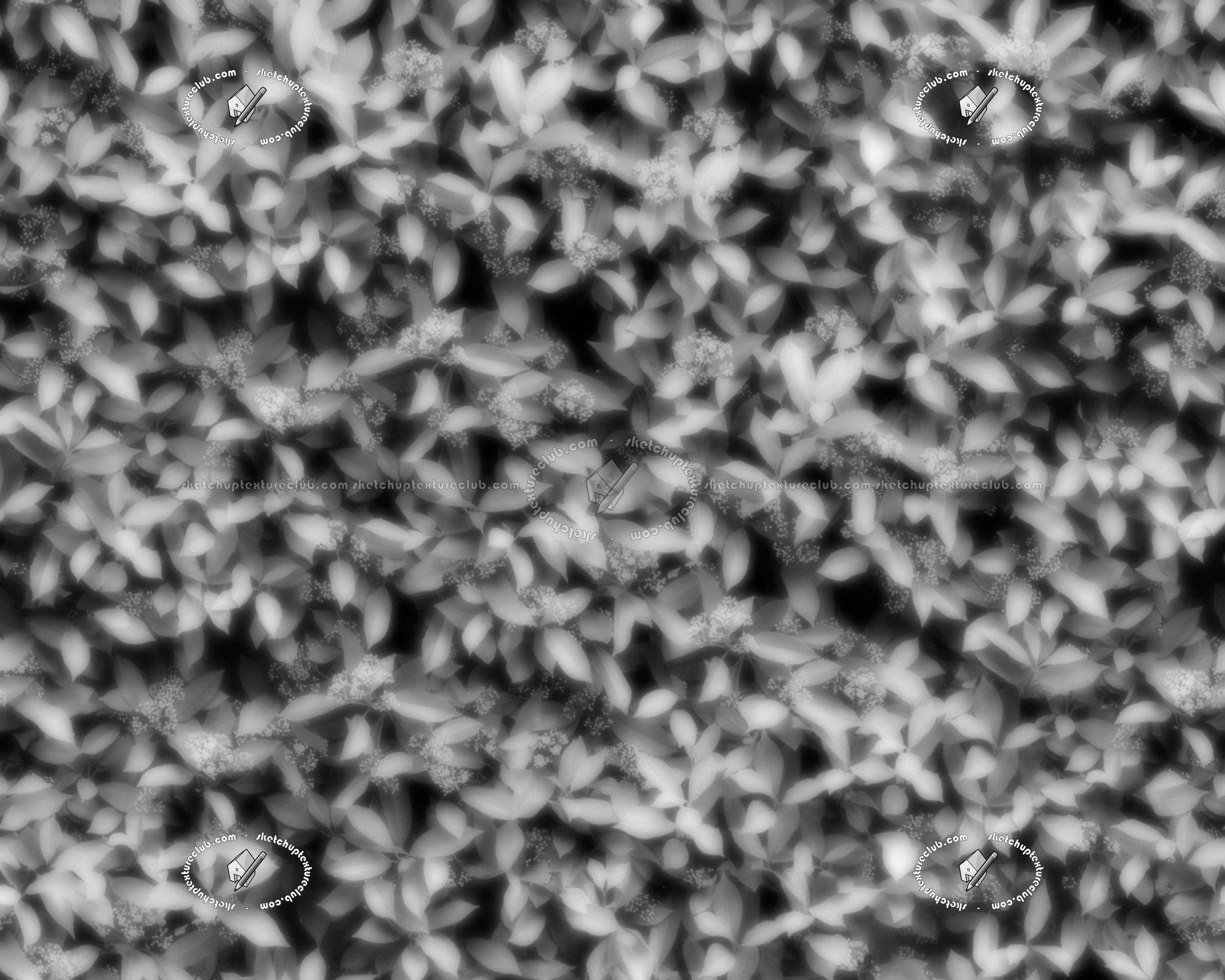 Red robin hedge texture seamless 20692