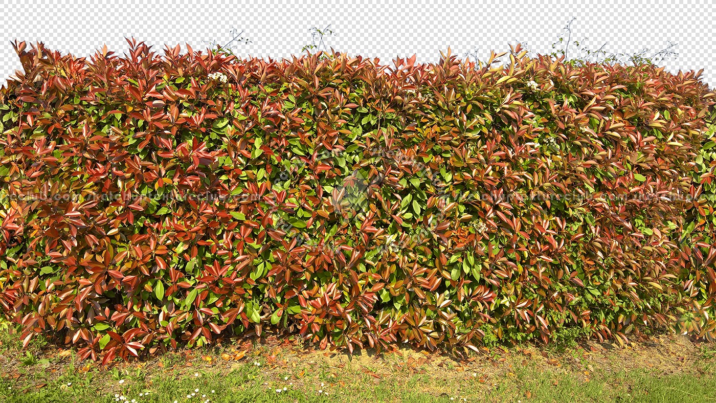 Textures   -   NATURE ELEMENTS   -   VEGETATION   -   Hedges  - Cut out red robin hedge texture seamless 20696 (seamless)