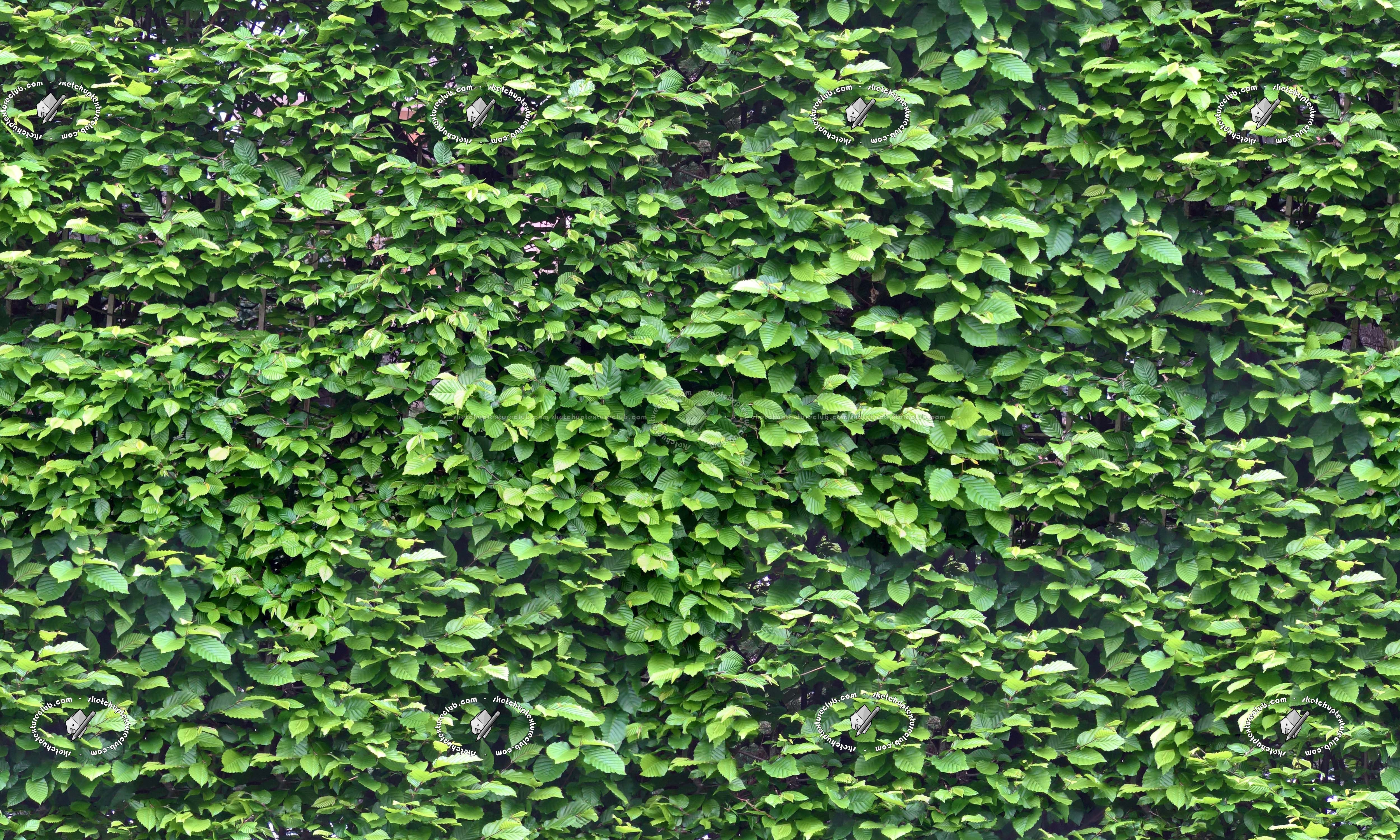 Green hedge texture seamless 20732