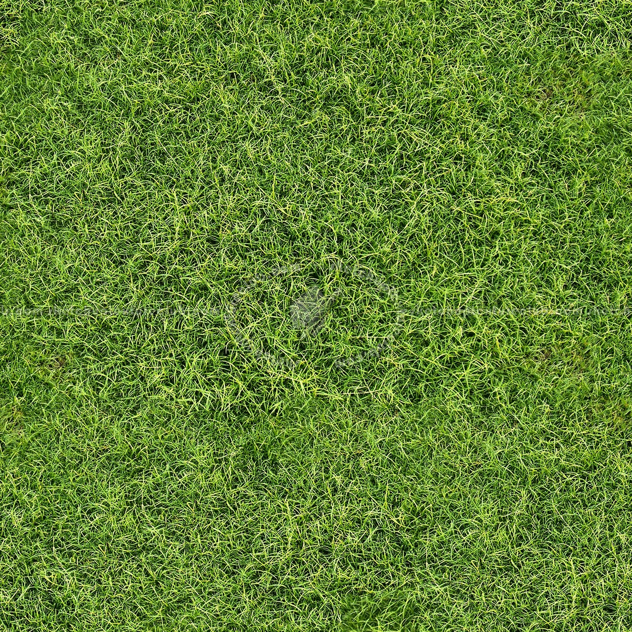 Textures   -   NATURE ELEMENTS   -   VEGETATION   -   Green grass  - Green grass texture seamless 13048 (seamless)