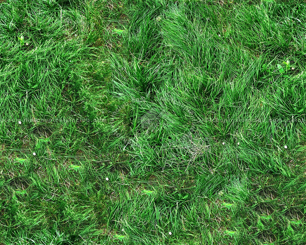 Textures   -   NATURE ELEMENTS   -   VEGETATION   -   Green grass  - Green grass texture seamless 13059 (seamless)