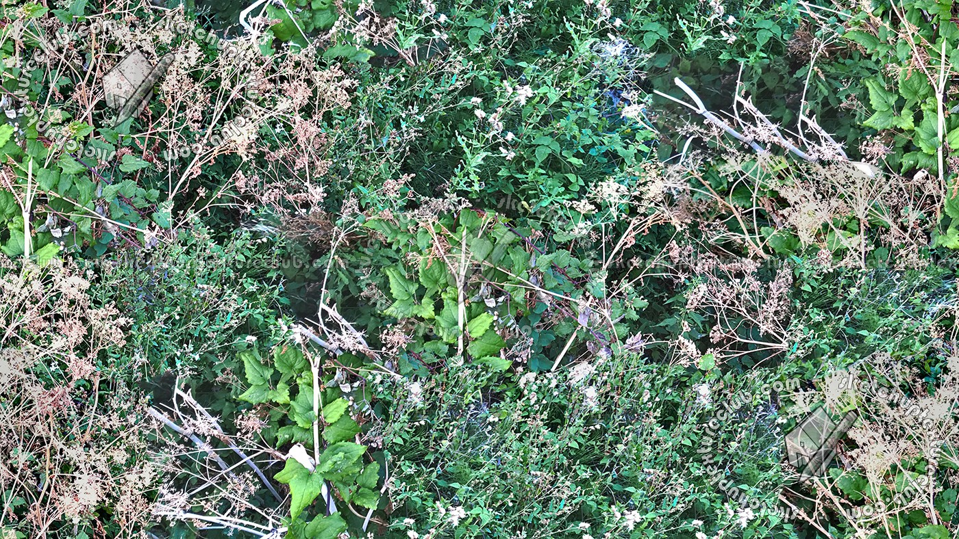 Textures   -   NATURE ELEMENTS   -   VEGETATION   -   Green grass  - Brambles texture seamless 17359 (seamless)