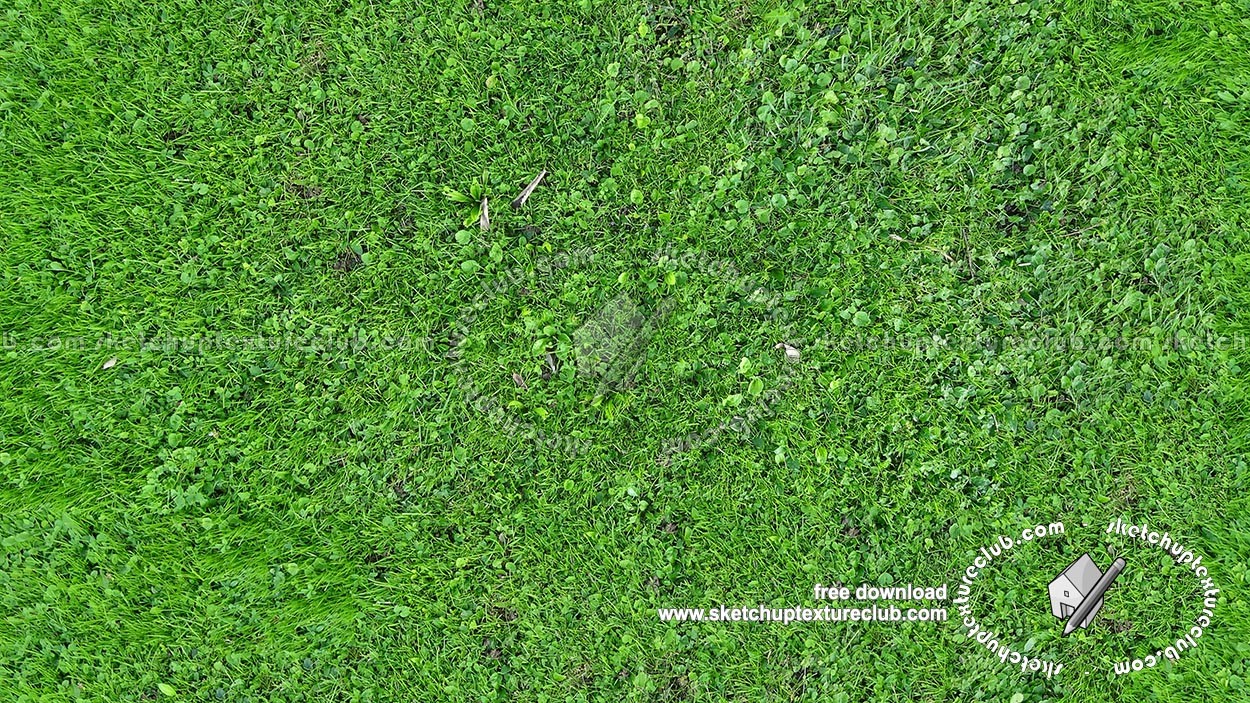 Green grass texture seamless 18205