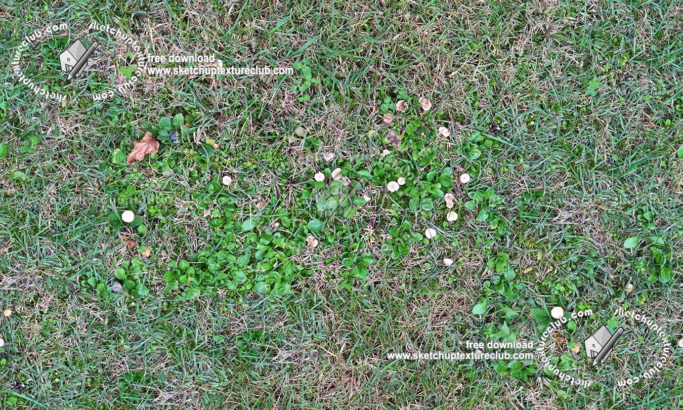 Textures   -   NATURE ELEMENTS   -   VEGETATION   -   Green grass  - Green grass with mushrooms texture seamless 19278 (seamless)