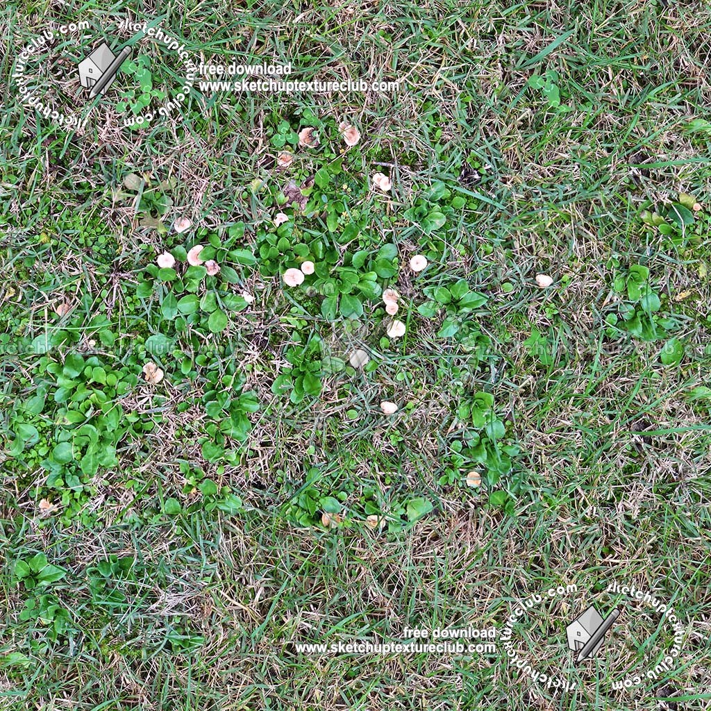 Textures   -   NATURE ELEMENTS   -   VEGETATION   -   Green grass  - Green grass with mushrooms texture seamless 19279 (seamless)