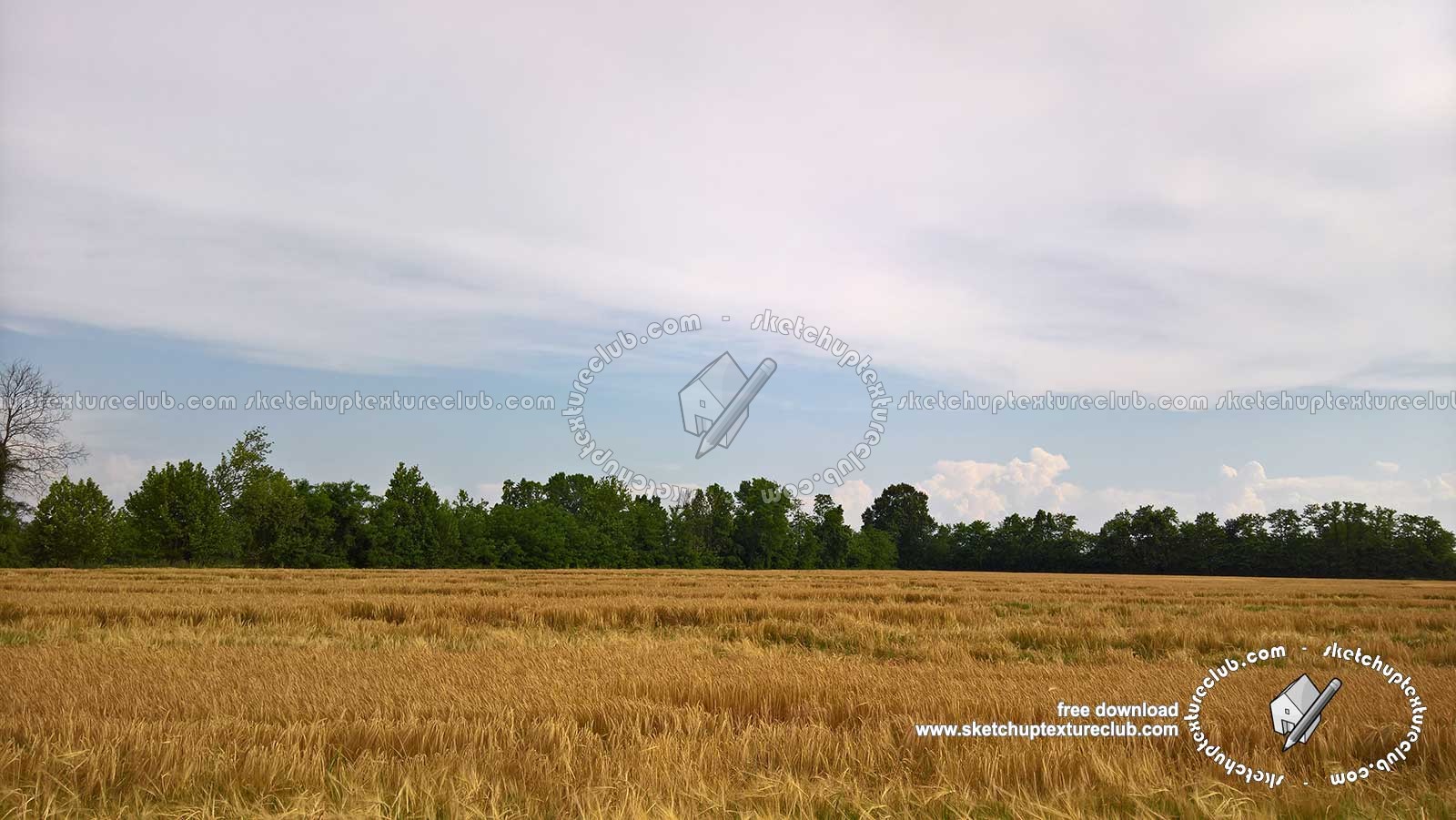 Textures   -   BACKGROUNDS &amp; LANDSCAPES   -   NATURE   -   Countrysides &amp; Hills  - Wheat field with trees in the background 20754