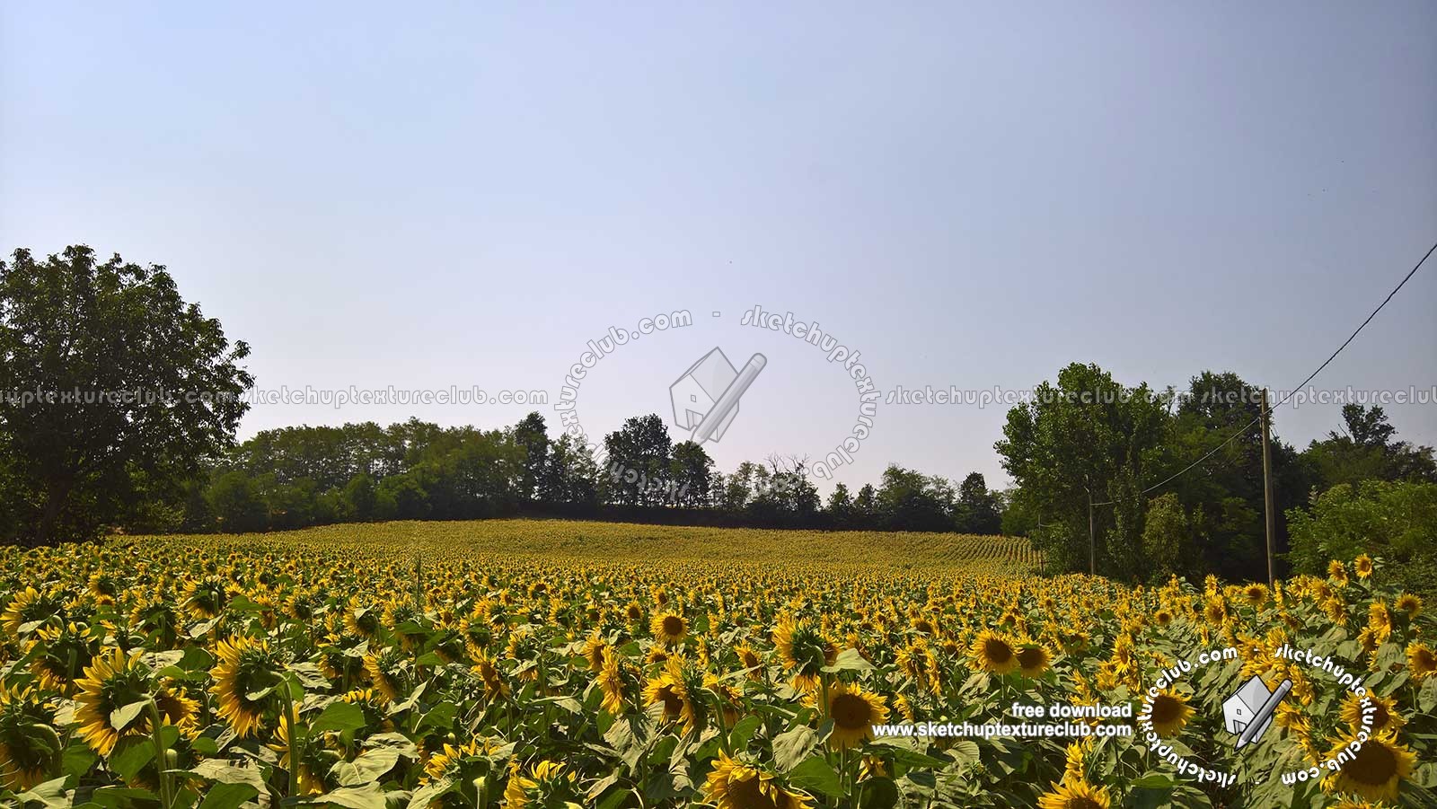 Textures - BACKGROUNDS & LANDSCAPES - NATURE - Countrysides & Hills - Field of sunflowers with trees in the background 20764