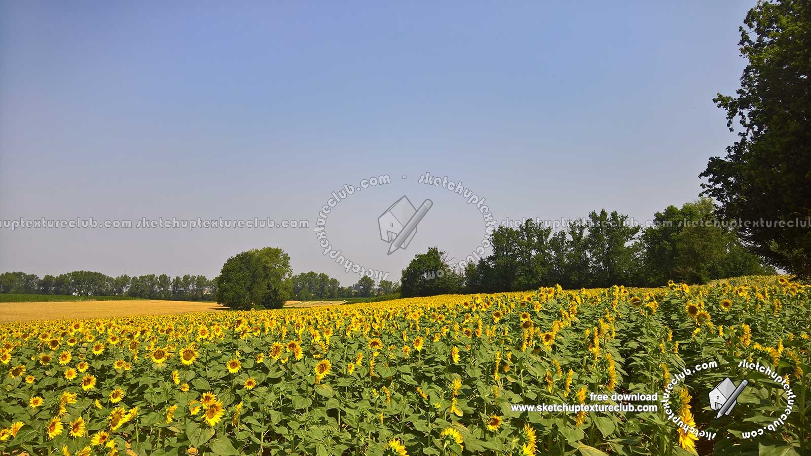 Textures   -   BACKGROUNDS &amp; LANDSCAPES   -   NATURE   -   Countrysides &amp; Hills  - Field of sunflowers with trees in the background 20765