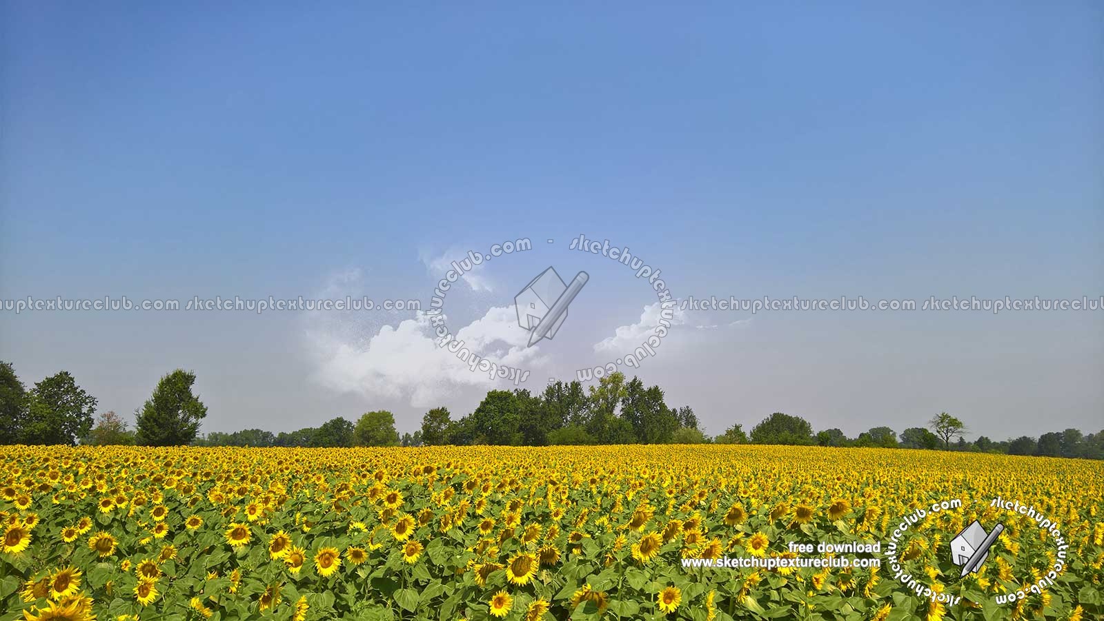 Textures - BACKGROUNDS & LANDSCAPES - NATURE - Countrysides & Hills - Field of sunflowers with trees in the background 20766