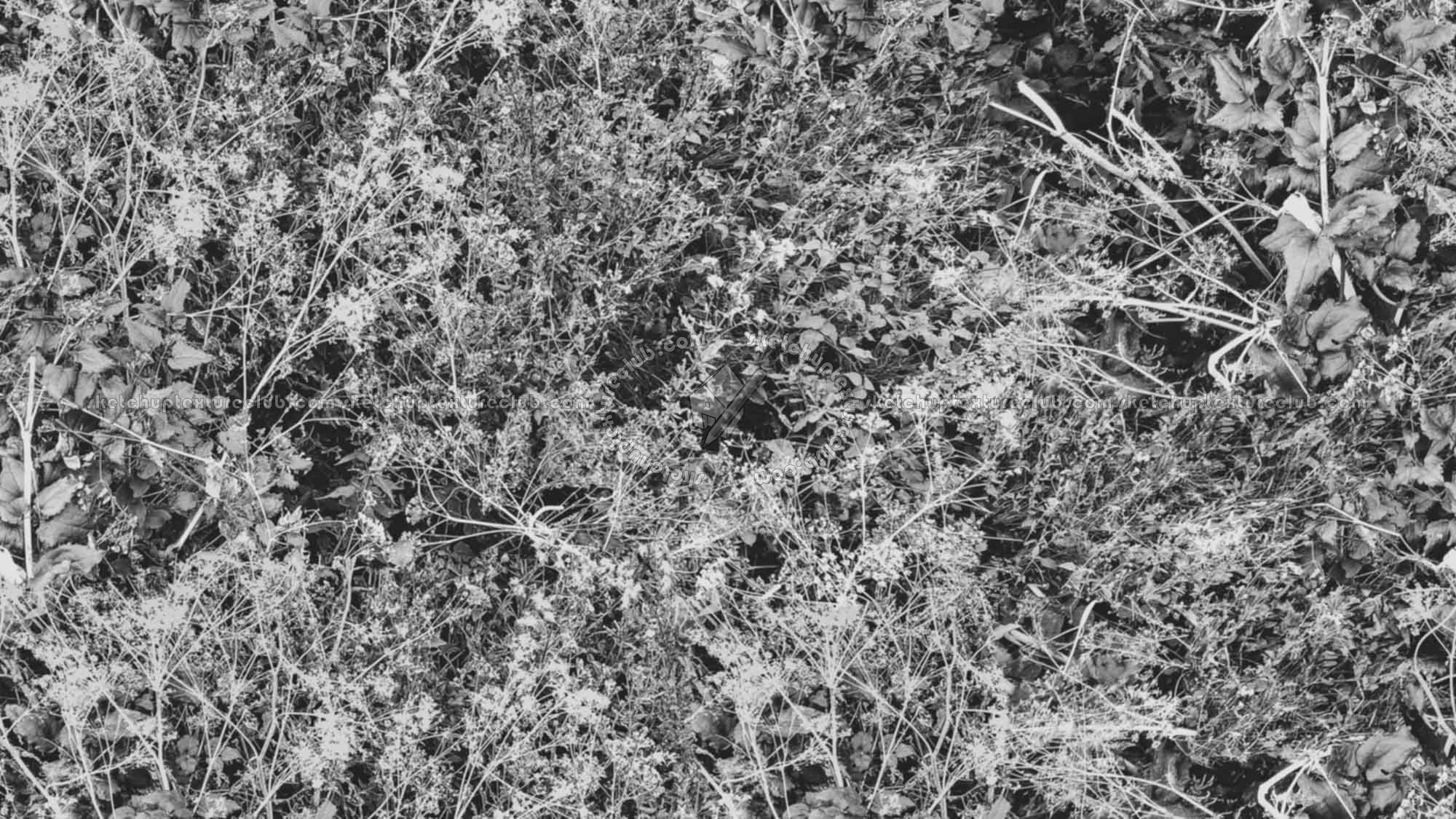 Textures - NATURE ELEMENTS - VEGETATION - Green grass - Brambles texture seamless 17358 - Bump