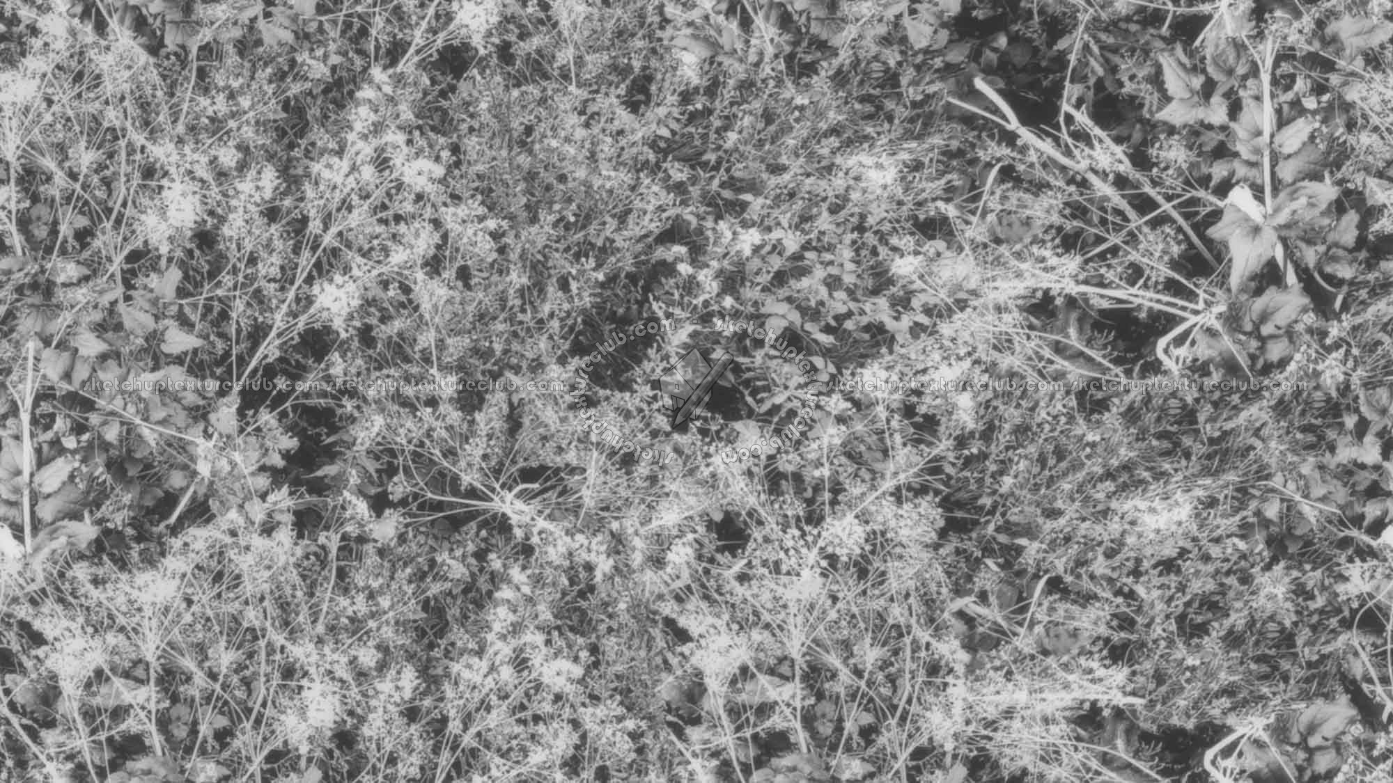 Textures - NATURE ELEMENTS - VEGETATION - Green grass - Brambles texture seamless 17358 - Displacement