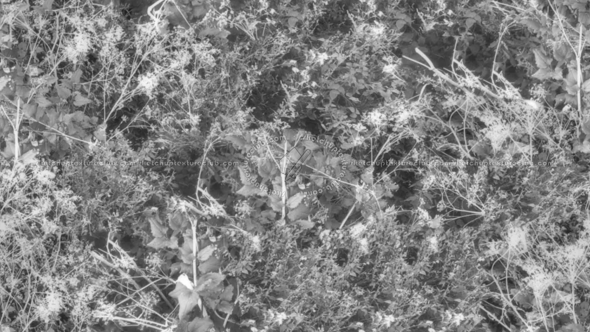 Textures   -   NATURE ELEMENTS   -   VEGETATION   -   Green grass  - Brambles texture seamless 17359 - Displacement