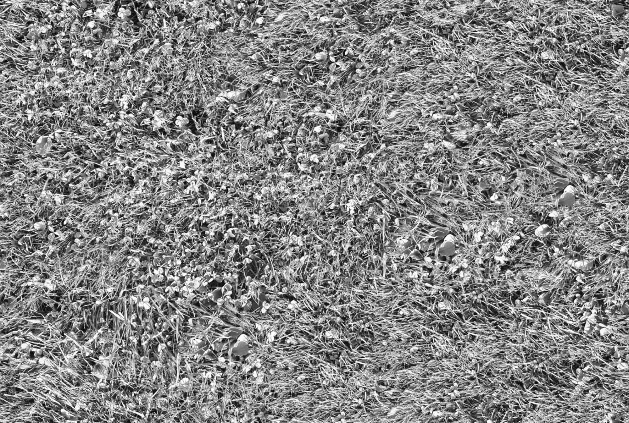 Textures   -   NATURE ELEMENTS   -   VEGETATION   -   Green grass  - Green grass texture seamless 17671 - Bump