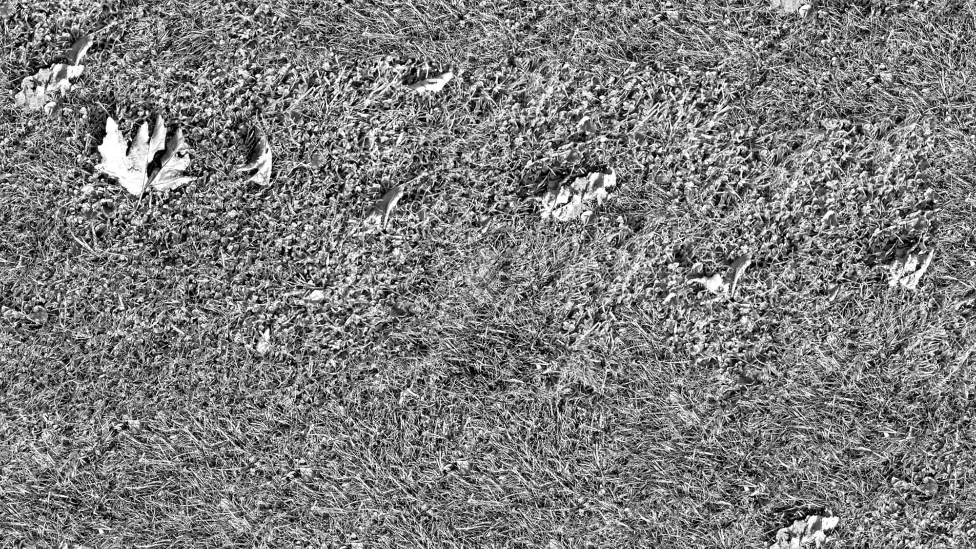 Textures   -   NATURE ELEMENTS   -   VEGETATION   -   Green grass  - Green grass texture seamless 17672 - Bump