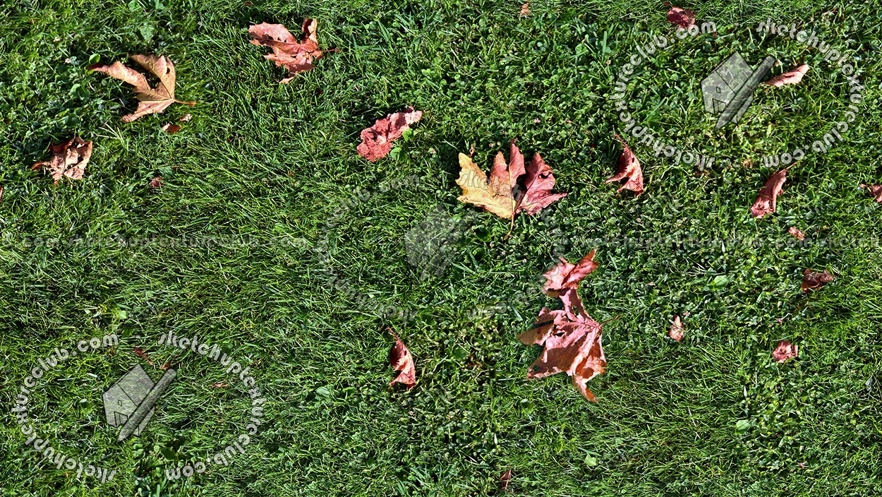 Textures   -   NATURE ELEMENTS   -   VEGETATION   -   Green grass  - Green grass texture seamless 17673 (seamless)
