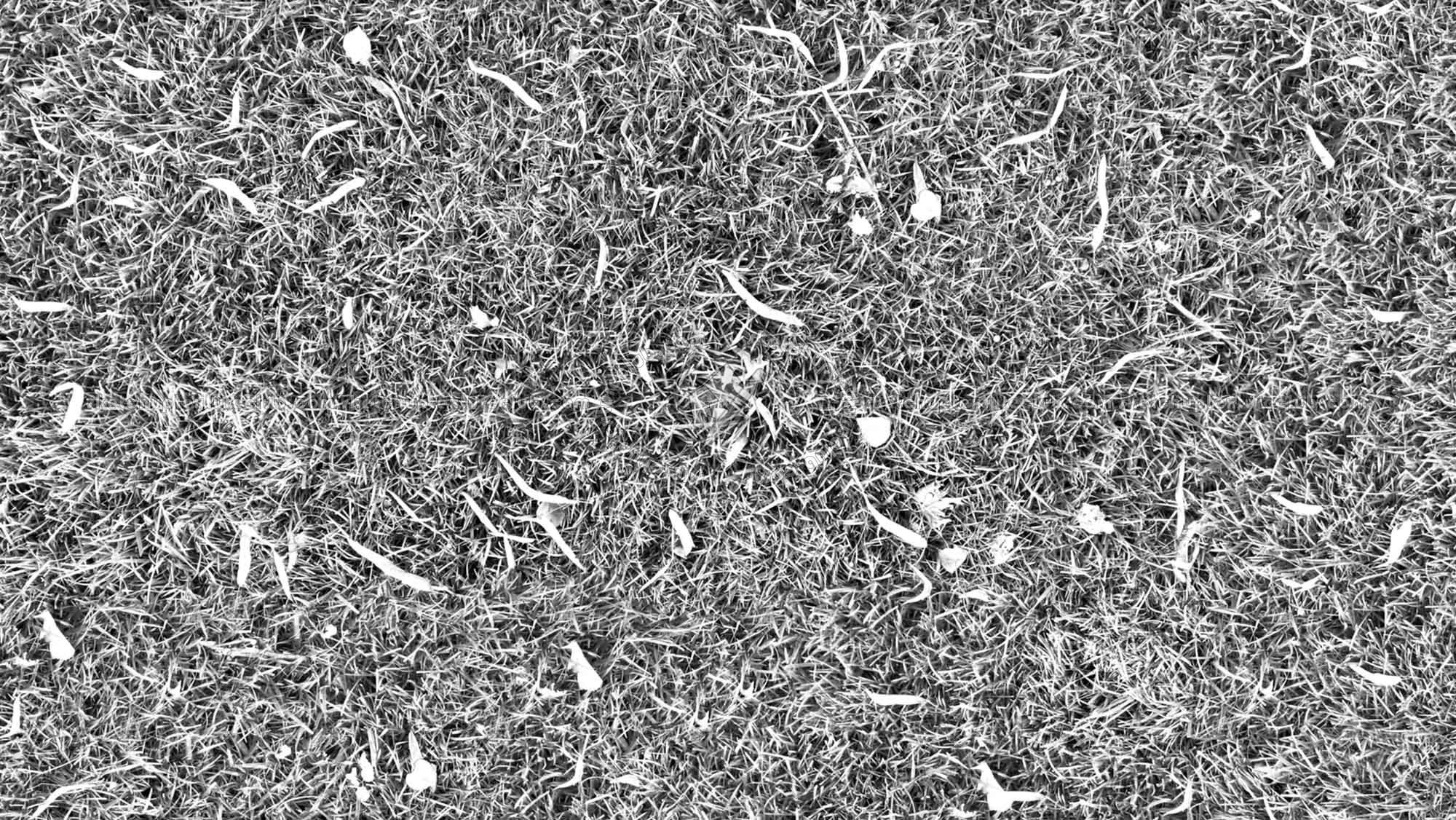 Textures   -   NATURE ELEMENTS   -   VEGETATION   -   Green grass  - Green grass texture seamless 17745 - Bump