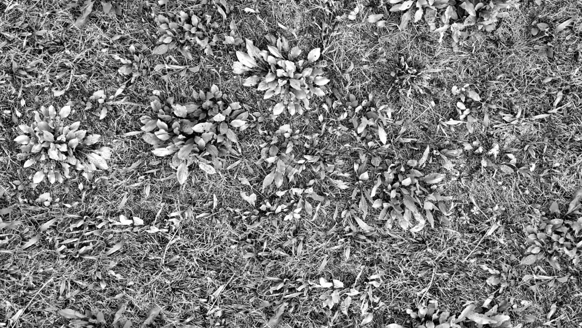 Textures   -   NATURE ELEMENTS   -   VEGETATION   -   Green grass  - Green grass texture seamless 17955 - Bump