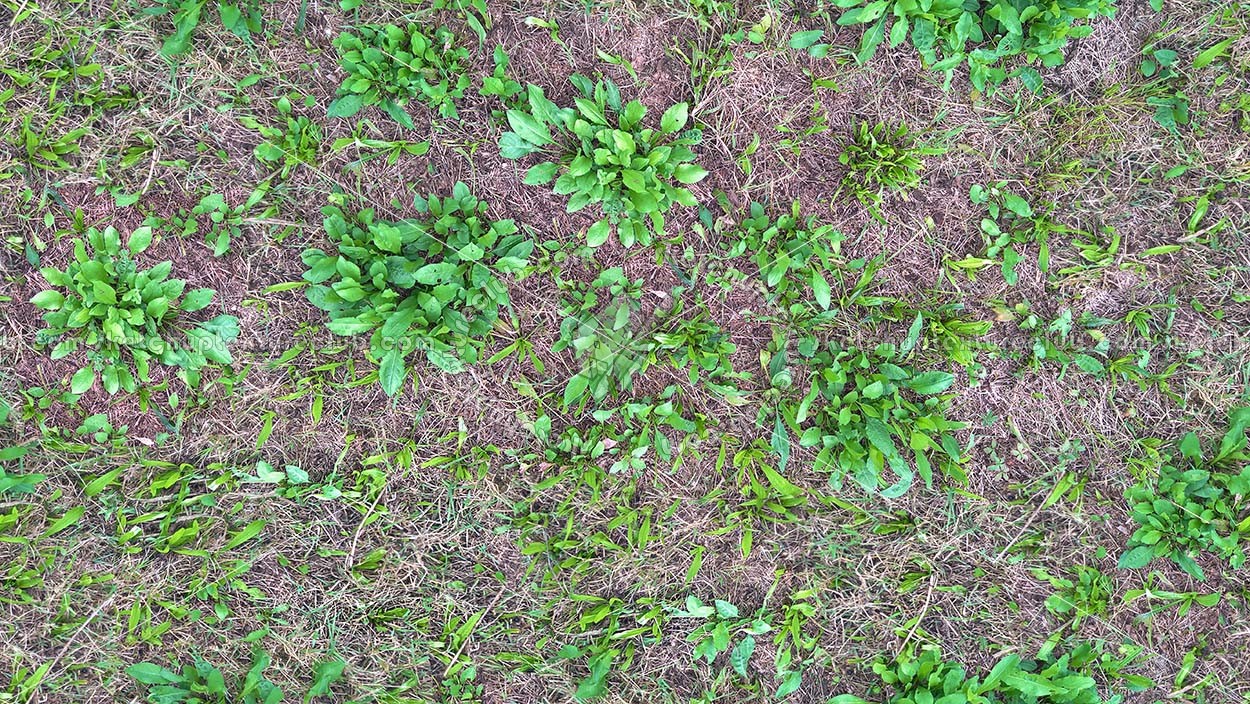 Textures   -   NATURE ELEMENTS   -   VEGETATION   -   Green grass  - Green grass texture seamless 17955 (seamless)