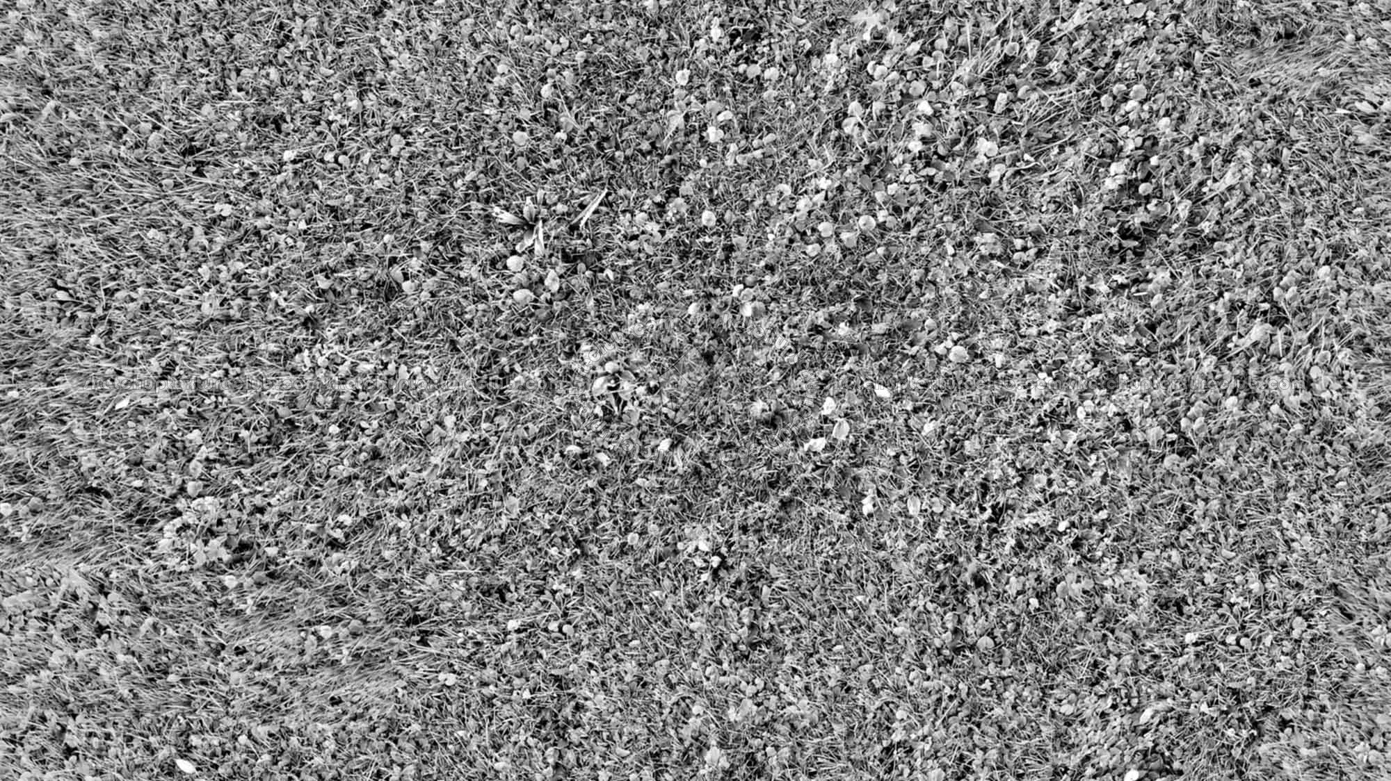 Textures   -   NATURE ELEMENTS   -   VEGETATION   -   Green grass  - Green grass texture seamless 18205 - Bump