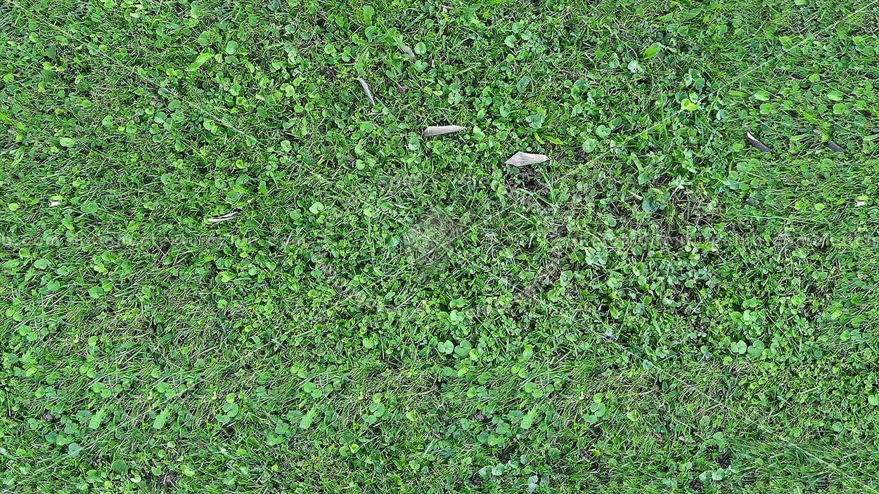 Textures   -   NATURE ELEMENTS   -   VEGETATION   -   Green grass  - Green grass texture seamless 18206 (seamless)