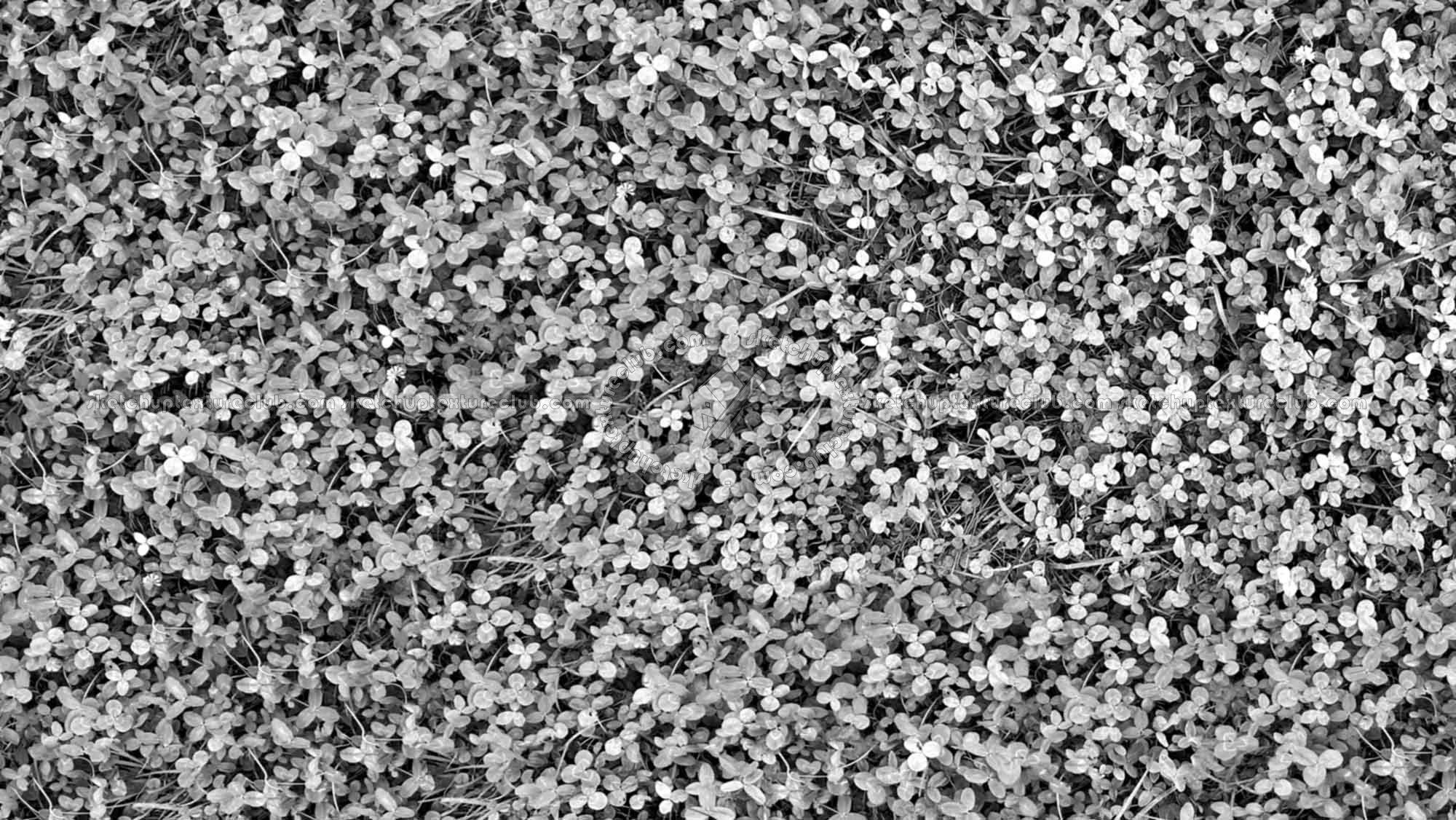 Textures   -   NATURE ELEMENTS   -   VEGETATION   -   Green grass  - Clover grass texture seamless 18207 - Bump