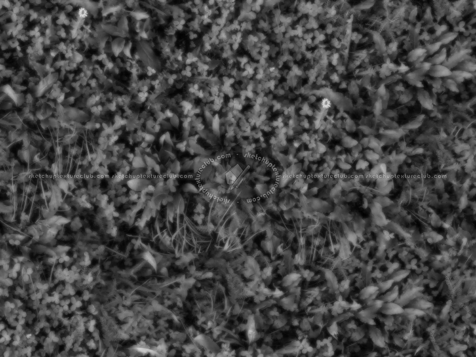 Textures   -   NATURE ELEMENTS   -   VEGETATION   -   Green grass  - Mixed grass with clover texture seamless 18244 - Displacement