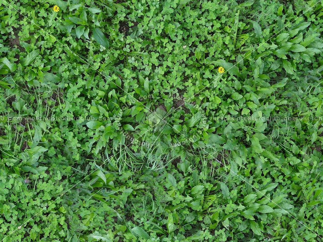 Textures   -   NATURE ELEMENTS   -   VEGETATION   -   Green grass  - Mixed grass with clover texture seamless 18244 (seamless)