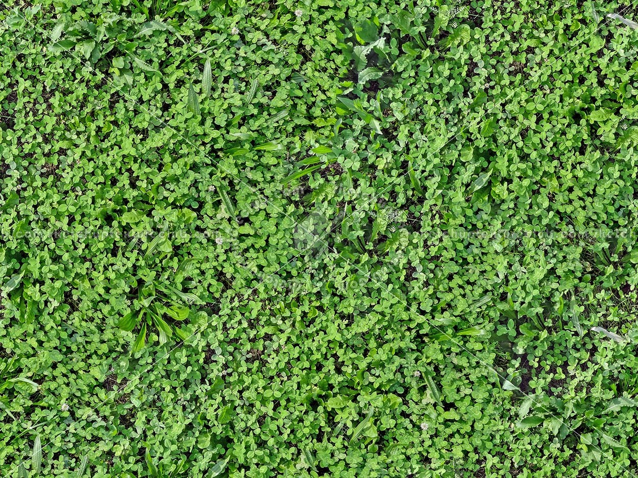 Textures   -   NATURE ELEMENTS   -   VEGETATION   -   Green grass  - Mixed grass with clover texture seamless 18245 (seamless)