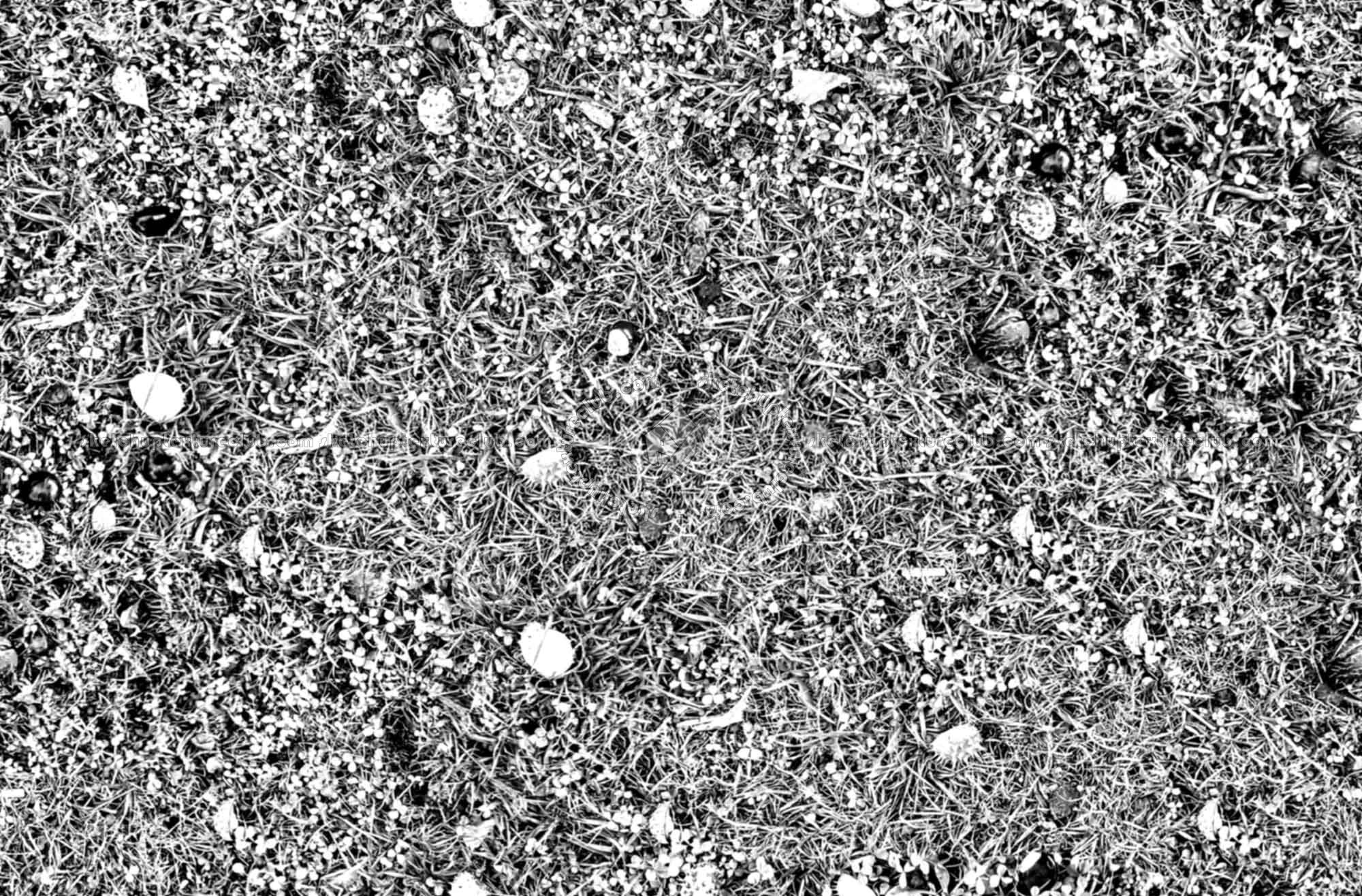 Textures   -   NATURE ELEMENTS   -   VEGETATION   -   Green grass  - Grass with chestnuts texture seamless 18246 - Bump