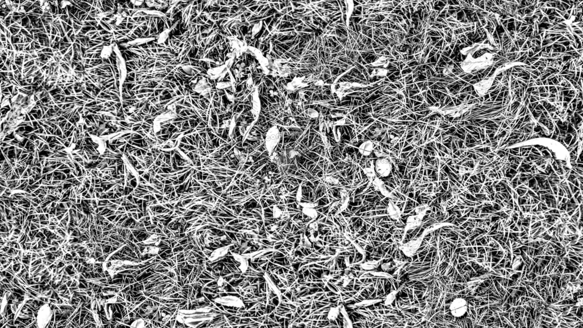 Textures   -   NATURE ELEMENTS   -   VEGETATION   -   Green grass  - Grass with dry leaves texture seamless 18247 - Bump