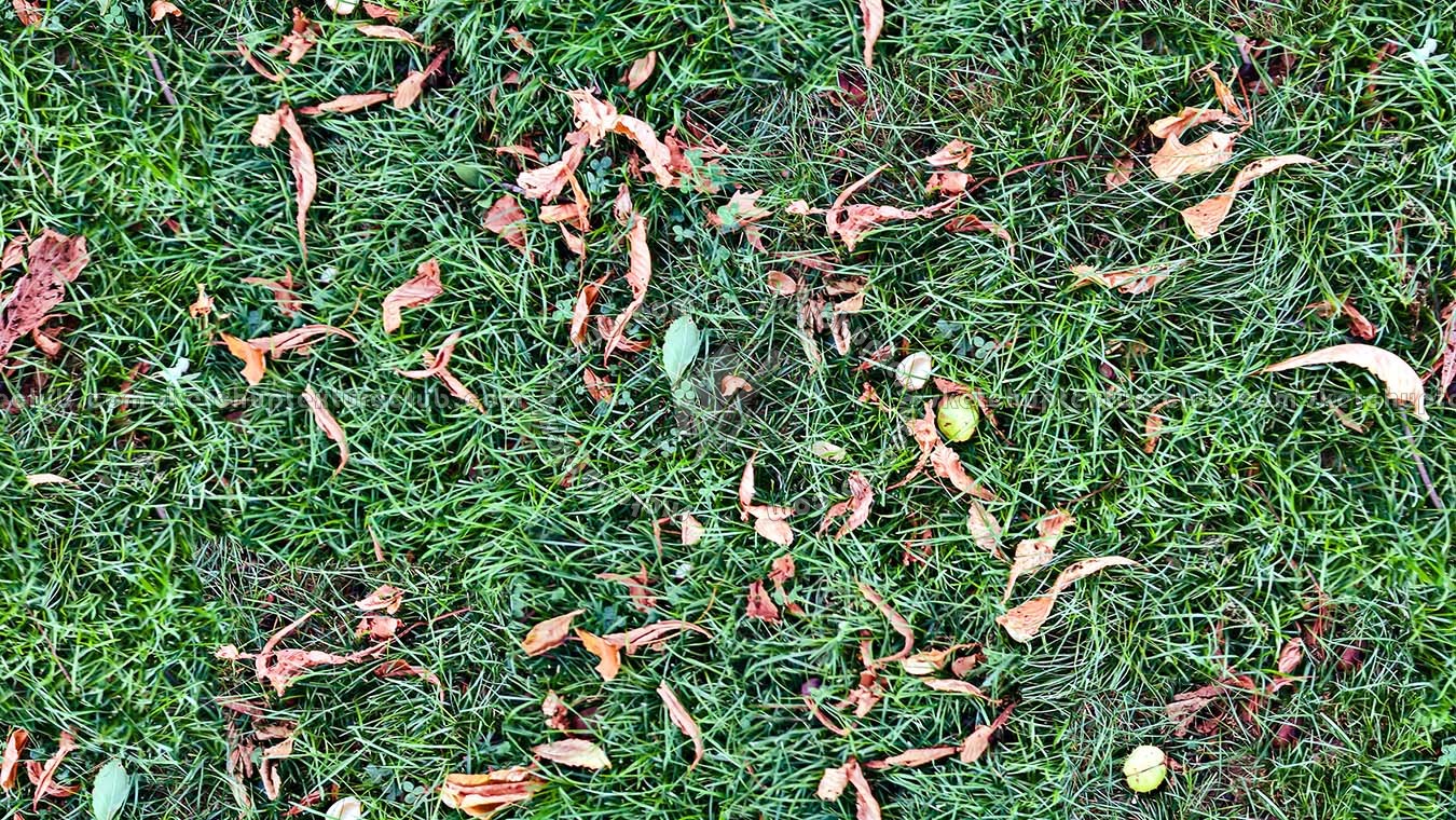 Textures   -   NATURE ELEMENTS   -   VEGETATION   -   Green grass  - Grass with dry leaves texture seamless 18247 (seamless)