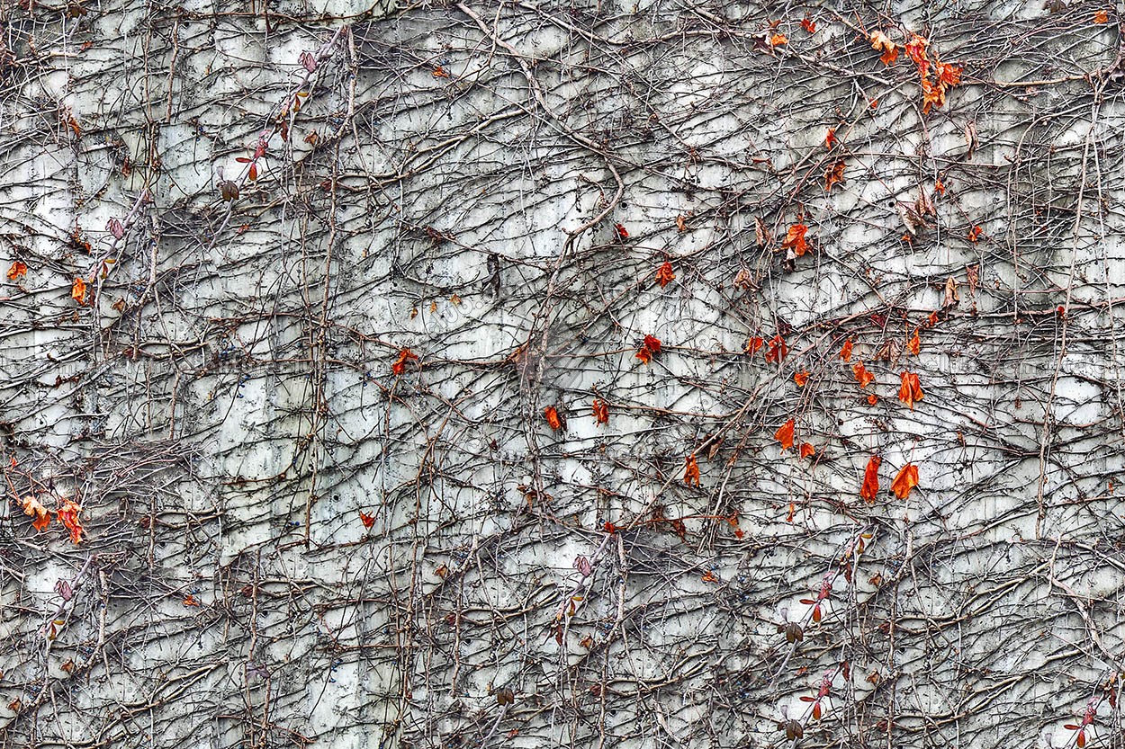 Textures   -   ARCHITECTURE   -   CONCRETE   -   Plates   -   Dirty  - Dirt concrete wall with bare branches texture seamless 20472 (seamless)
